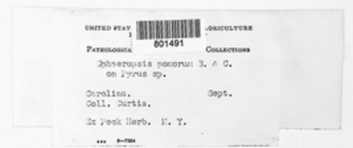 Sphaeropsis pomorum image